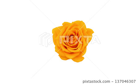 Yellow rose flower macro photography transparent background 137046307