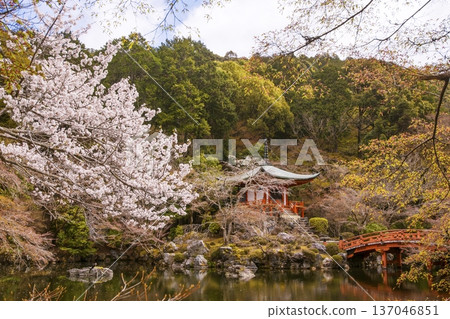 Bentendo Temple surrounded by cherry blossoms in full bloom. Daigoji Temple with cherry blossoms in full bloom. Kyoto's famous cherry blossom spot. Kyoto tourist attraction. 137046851