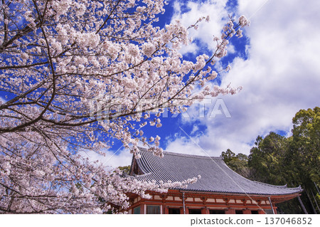 The main hall of Daigoji Temple is surrounded by cherry blossoms in full bloom. A famous cherry blossom spot in Kyoto. A tourist attraction in Kyoto. 137046852