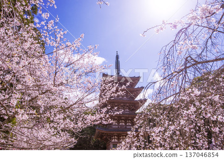 Five-story pagoda surrounded by cherry blossoms in full bloom Daigoji Temple in full bloom Kyoto's famous cherry blossom spots Kyoto tourist attractions 137046854