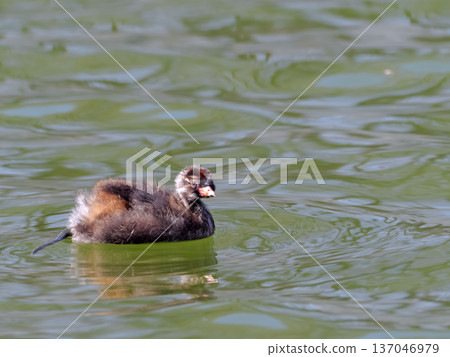 小雞胸脯 137046979