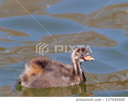 Chicks breasted chick Chicks breasted chick 137046980