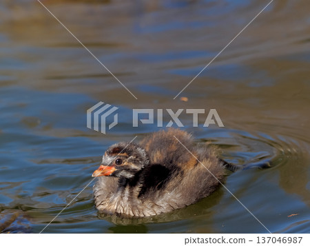 Chicks breasted chick 137046987