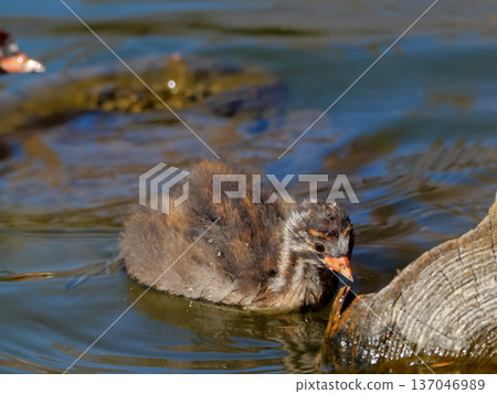 Chicks breasted chick Chicks breasted chick 137046989