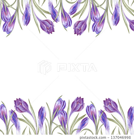A square frame with purple crocuses on an isolated background. Watercolor illustration with spring flowers. A botanical template with an empty place to insert for spring themes and Easter holidays 137046998