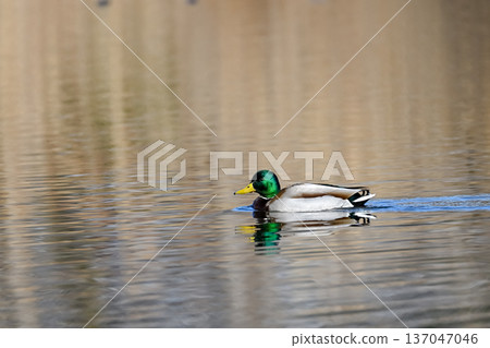 Mallard 137047046