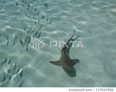 多條鯊魚在塔希提島清澈的海水中游弋 | 熱帶潟湖景觀,鯊魚的天堂 多條鯊魚在塔希提島清澈的海水中游弋 | 熱帶潟湖景觀,鯊魚的天堂 137047098