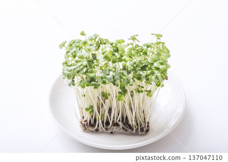 Broccoli sprouts, sprout vegetables, healthy vegetables, salad ingredients Broccoli sprouts, sprout vegetables, healthy vegetables, salad ingredients 137047110