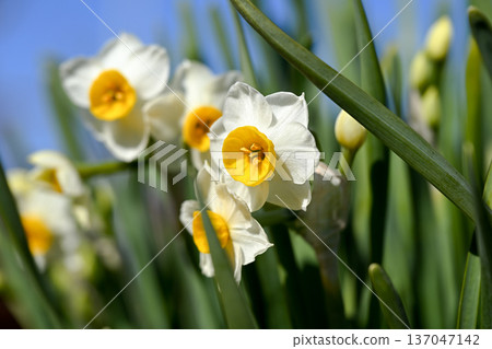 White daffodil flowers blooming in early spring White daffodil flowers blooming in early spring 137047142
