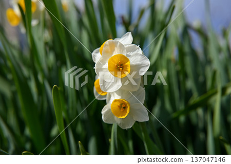 White daffodil flowers blooming in early spring White daffodil flowers blooming in early spring 137047146