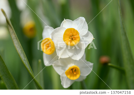 White daffodil flowers blooming in early spring 137047158