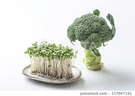 西蘭花和西蘭花芽,綠色和黃色蔬菜,芽菜,健康蔬菜,沙拉食材 西蘭花和西蘭花芽,綠色和黃色蔬菜,芽菜,健康蔬菜,沙拉食材 137047191