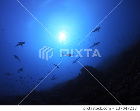 Silhouette of a school of sharks looking up at the deep blue sea | Mysterious underwater scenery encountered while diving | The sea of Fakarava, Tahiti Silhouette of a school of sharks looking up at the deep blue sea | Mysterious underwater scenery encountered while diving | The sea of Fakarava, Tahiti 137047218
