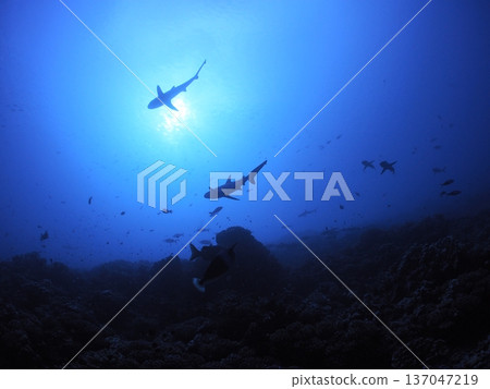 Silhouette of a school of sharks looking up at the deep blue sea | Mysterious underwater scenery encountered while diving | The sea of Fakarava, Tahiti Silhouette of a school of sharks looking up at the deep blue sea | Mysterious underwater scenery encountered while diving | The sea of Fakarava, Tahiti 137047219