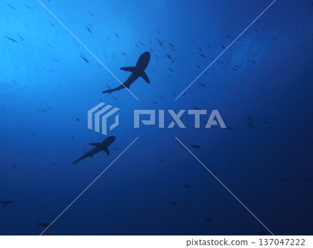 Silhouette of a school of sharks looking up at the deep blue sea | Mysterious underwater scenery encountered while diving | The sea of Fakarava, Tahiti Silhouette of a school of sharks looking up at the deep blue sea | Mysterious underwater scenery encountered while diving | The sea of Fakarava, Tahiti 137047222