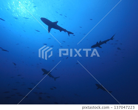 Silhouette of a school of sharks looking up at the deep blue sea | Mysterious underwater scenery encountered while diving | The sea of Fakarava, Tahiti Silhouette of a school of sharks looking up at the deep blue sea | Mysterious underwater scenery encountered while diving | The sea of Fakarava, Tahiti 137047223