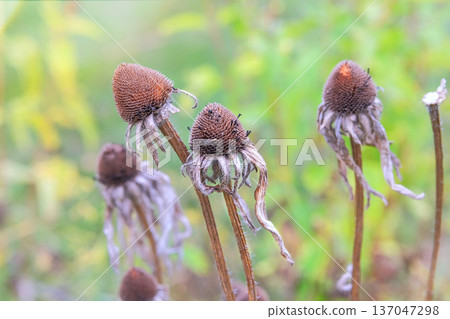 Dry Echinacea is growing in autumn garden. Harvesting seeds. Cottage garden. Nature floral background in sunny day. 137047298