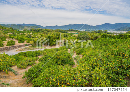 靜岡縣濱松市的米卡比柑橘和街景 137047354