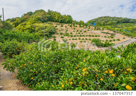 Mikkabi mandarin oranges in Hamamatsu City (Shizuoka Prefecture) Mikkabi mandarin oranges in Hamamatsu City (Shizuoka Prefecture) 137047357