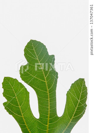 Fig leaves Fig leaves 137047361