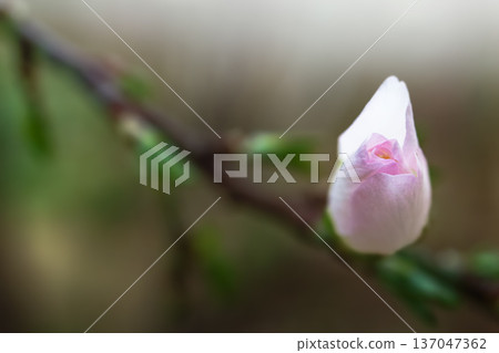 Spring background with blooming almond on a green background. Pink flowers, flowering season, nature, floral backdrop. Suitable for greeting cards, banners, advertising, social media, invitations, Spring background with blooming almond on a green background. Pink flowers, flowering season, nature, floral backdrop. Suitable for greeting cards, banners, advertising, social media, invitations, 137047362