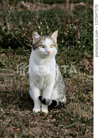 White and gray domestic cat with bright yellow eyes among green plants outdoors. A natural atmosphere of calmness and harmony with nature 137047378