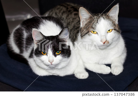 White and gray cat with yellow eyes and black and white kitten with orange eyes lying together in a room. Calm home setting creates a cozy image for pet and interior themes 137047386