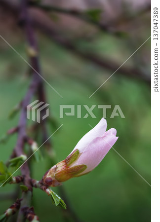 Spring background with blooming almond on a green background. Pink flowers, flowering season, nature, floral backdrop. Suitable for greeting cards, banners, advertising, social media, invitations, Spring background with blooming almond on a green background. Pink flowers, flowering season, nature, floral backdrop. Suitable for greeting cards, banners, advertising, social media, invitations, 137047389