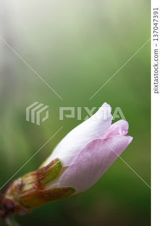 Spring background with blooming almond on a green background. Pink flowers, flowering season, nature, floral backdrop. Suitable for greeting cards, banners, advertising, social media, invitations, Spring background with blooming almond on a green background. Pink flowers, flowering season, nature, floral backdrop. Suitable for greeting cards, banners, advertising, social media, invitations, 137047391