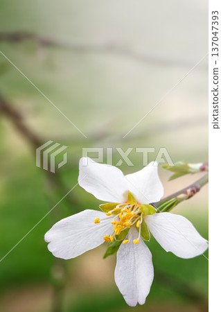 Spring background with blooming almond on a green background. Pink flowers, flowering season, nature, floral backdrop. Suitable for greeting cards, banners, advertising, social media, invitations, Spring background with blooming almond on a green background. Pink flowers, flowering season, nature, floral backdrop. Suitable for greeting cards, banners, advertising, social media, invitations, 137047393