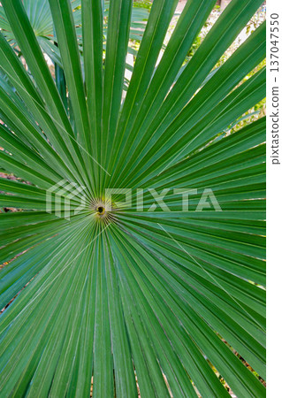Palm leaves Palm leaves 137047550