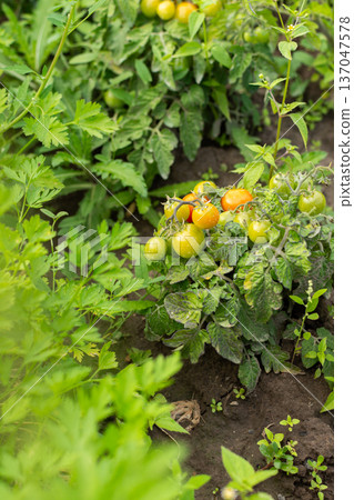 Tomato plants grow in a garden, displaying green leaves and various colored tomatoes. The plants are surrounded by other green vegetation. The sunlight illuminates the scene 137047578