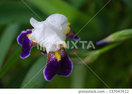 A bright iris flower after the rain 137047612