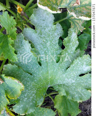 Close-up of a large, green squash or zucchini leaf heavily afflicted by powdery mildew, showing white, dusty spots and surrounding healthy foliage 137047871