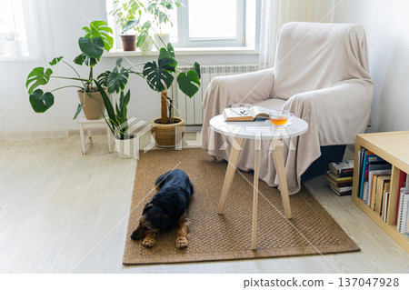 Dog relaxing on rug in cozy home living room 137047928