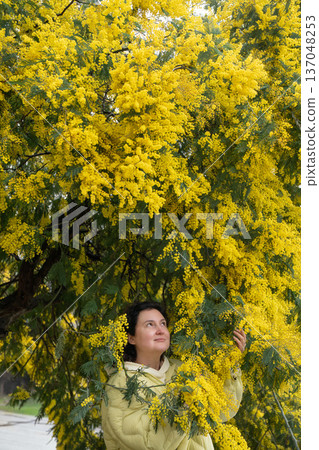 Woman under blooming mimosa tree in Abkhazia, yellow flowers, green foliage and soft daylight create spring nature portrait. Tourism promotion, seasonal marketing, wellbeing communication 137048253