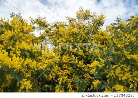 Yellow mimosa tree in bloom fills frame with dense golden flowers against blue sky and soft clouds, creating vibrant natural background with strong seasonal and botanical focus Yellow mimosa tree in bloom fills frame with dense golden flowers against blue sky and soft clouds, creating vibrant natural background with strong seasonal and botanical focus 137048255