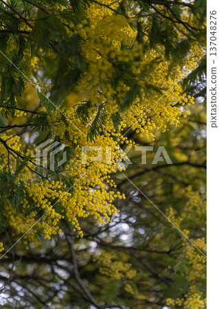 Yellow mimosa blossoms filling frame with dense clusters and green leaves, natural floral texture and spring color palette. Seasonal marketing, nature branding, wellness content, botanical education 137048276