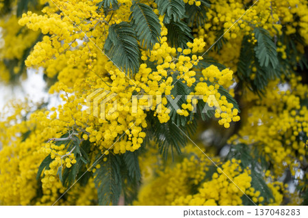 Macro mimosa blossoms in full bloom create dense yellow floral surface with soft focus and strong botanical texture. Spring marketing visuals, eco branding, wellness design, floral packaging Macro mimosa blossoms in full bloom create dense yellow floral surface with soft focus and strong botanical texture. Spring marketing visuals, eco branding, wellness design, floral packaging 137048283