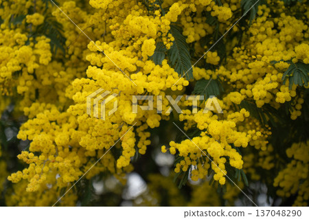 Mimosa branches covered with bright yellow blossoms and textured green leaves create rich floral composition and seasonal spring botanical background. Eco branding, wellness visuals 137048290