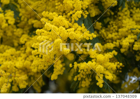 Mimosa branches covered with bright yellow blossoms and textured green leaves create rich floral composition and seasonal spring botanical background. Eco branding, wellness visuals 137048309