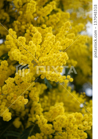 Macro mimosa blossoms in full bloom create dense yellow floral surface with soft focus and strong botanical texture. Spring marketing visuals, eco branding, wellness design, floral packaging Macro mimosa blossoms in full bloom create dense yellow floral surface with soft focus and strong botanical texture. Spring marketing visuals, eco branding, wellness design, floral packaging 137048318