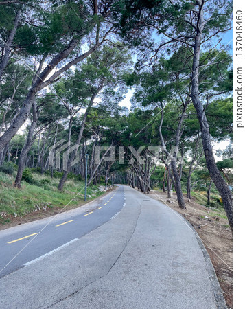 Pedestrian zone in a park with pine trees 137048460