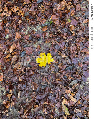 A yellow maple leaf in a pile of brown leaves A yellow maple leaf in a pile of brown leaves 137048467