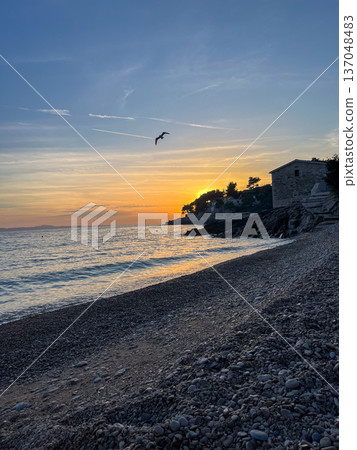 Sunset on the seashore with a seagull in the sky Sunset on the seashore with a seagull in the sky 137048483