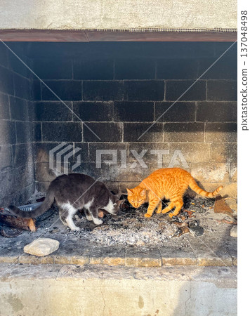 Two cats inside an old fireplace 137048498