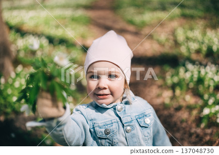 Little girl in jeans jacket picking anemone flowers in the forest  137048730