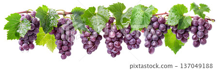 Ripe purple grapes hanging in bunches from vine with green leaves and water droplets, on white background, symbolizing freshness 137049188