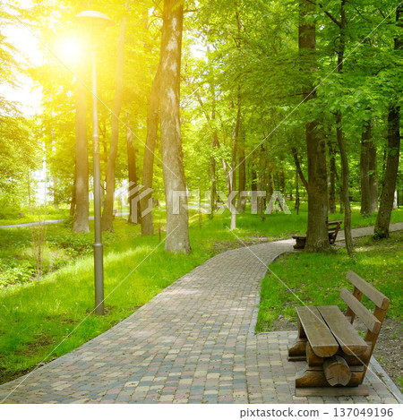 Sunny Landscape with Empty Wooden Benches and Trees Sunny Landscape with Empty Wooden Benches and Trees 137049196