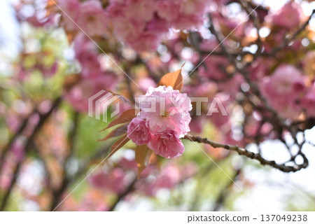 Pink cherry blossom in spring with soft bokeh background Pink cherry blossom in spring with soft bokeh background 137049238